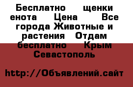 Бесплатно !!! щенки енота!! › Цена ­ 1 - Все города Животные и растения » Отдам бесплатно   . Крым,Севастополь